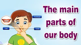 The Main Parts of our Body  Educational Videos For Kids [upl. by Dasteel]