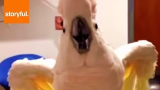 Foul Mouthed Cockatoo Hates Nails Trimmed [upl. by Edd]