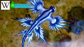 GLAUCUS ATLANTICUS  WikiNature 🍃 [upl. by Ssor]