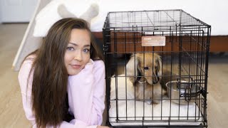 CRATE TRAINING A MINIATURE DACHSHUND My experience what worked and what I wish I did differently [upl. by Zenda]