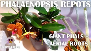 Repotting Big Phalaenopsis Orchids  Aerial Roots Everywhere [upl. by Asa391]