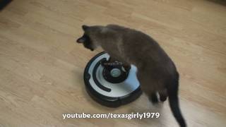 Cat shows HOW TO use iRobot Roomba Vacuum [upl. by Nahtannoj807]