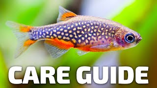 Care Guide for Celestial Pearl Danios  Aquarium CoOp [upl. by Aim517]