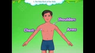 Learn Grade 1  EVS  Parts of the Body for Kids  KidsClassroom [upl. by Dyson487]