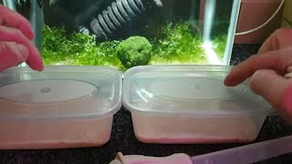 How To Breed Galaxy Rasbora Part 3 [upl. by Marijane]