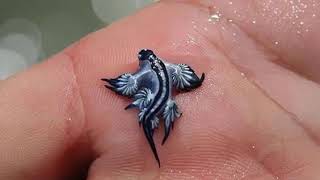 le glaucus atlanticus [upl. by Leontina]