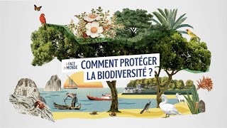 Comment protéger la planète   La Face du monde  Lumni [upl. by Aletse]