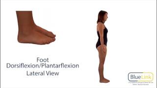 Foot Dorsiflexion Plantarflexion [upl. by Ranger]