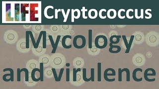 Cryptococcus mycology and virulence [upl. by Grimona]