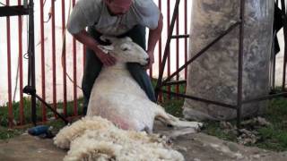 Sheep Shearing Made Simple [upl. by Jerusalem]