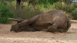 Old Man Goes Crazy With Tranquilizer Gun [upl. by Lehteb931]