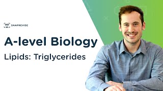 Lipids Triglycerides  Alevel Biology  OCR AQA Edexcel [upl. by Enitsirhk]