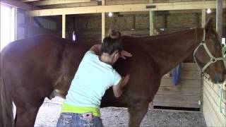 Equine massage  Horse 3 Part 2 [upl. by Cacie]