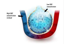 Gaseous exchange in lungs [upl. by Yffub]