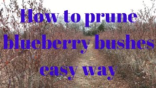 How to prune blueberry bushes the EASY WAY [upl. by Hedi249]