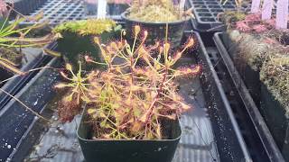 Drosera madagascariensis – delicate topical sundew [upl. by Nnek]