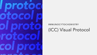 Immunocytochemistry ICC Visual Protocol [upl. by Nrehtac754]