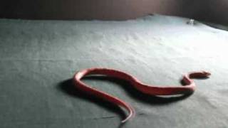 Snake Locomotion [upl. by Jeminah]