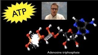 ATP Adenosine Triphosphate [upl. by Asirem40]