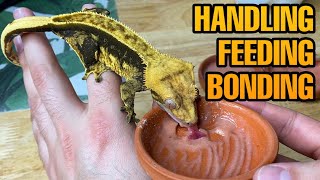 HOW TO TAME YOUR CRESTED GECKO  BEST TRAINING METHODS [upl. by Bolan]