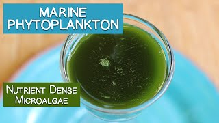 Marine Phytoplankton A Nutrient Dense Microalgae [upl. by Edmond]