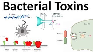 bacterial toxins Endotoxin and Exotoxins [upl. by Laenaj819]