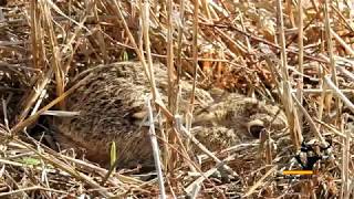 Liebre pequeña encamada  small hare bedded [upl. by Ellis277]