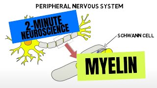 2Minute Neuroscience Myelin [upl. by Anauq]