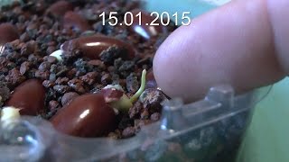 Litschi die Vermehrung ist ganz einfach Lychee for Bonsai [upl. by Bethezel]