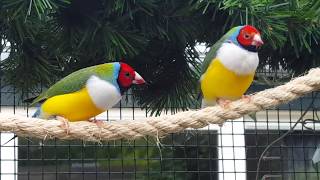 Gouldamadine in volière Gouldian Finches outside aviary [upl. by Edylc]