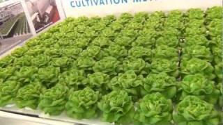 Shallow Water Culture  Hydroponic Lettuce [upl. by Akinit]