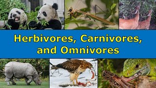 Herbivores Carnivores and Omnivores Overview [upl. by Eelanej]