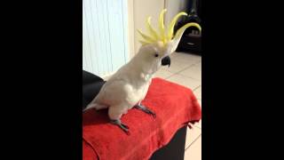 Cockatoo dancing to quotHappyquot by Pharrell Williams [upl. by Ormond]