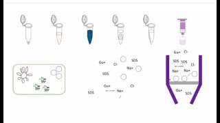 Plasmid Purification [upl. by Estas]