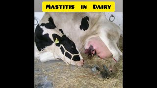 Mastitis in cattle Introduction Treatment and Prevention [upl. by Denbrook]