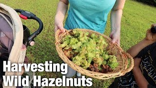 Harvesting Wild Hazelnuts Ep 32 [upl. by Eenhat67]