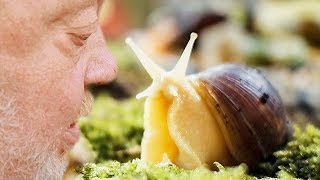 Hmm süße SCHNECKE  NORBERT ZAJAC  Zoo Zajac [upl. by Ylecic]