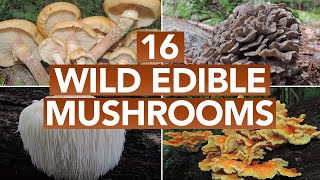 16 Wild Edible Mushrooms You Can Forage This Autumn [upl. by Nariko]