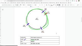 Reading Plasmid Maps [upl. by Katrinka282]