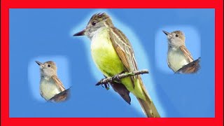 Great Crested Flycatcher Song Great Crested Flycatcher Call Great Flycatcher  Myiarchus Crinitus [upl. by Ecnaret]