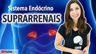 Suprarrenais Sistema Endócrino  Anatomia e etc [upl. by Acirrej]