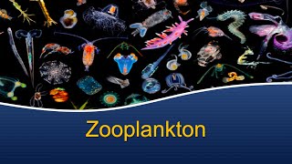 Marine Biology at Home 7 Zooplankton [upl. by Anival]