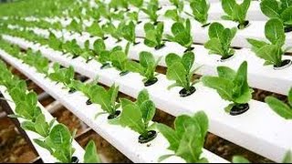 Hydroponic Gardening  Grow Organic Plants Fast [upl. by Hildegarde]