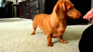 Mini Dachshund Tricks  Gracie the Dachshund [upl. by Ajar894]