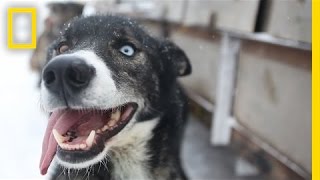 Sled Dogs More Than Meets the Eye  National Geographic [upl. by Primrose]