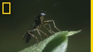 BodySnatching Wasp Larvae Eat Aphids Alive  National Georgraphic [upl. by Roland]