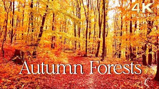 Enchanting Autumn Forests with Beautiful Piano Music  4K Autumn Ambience amp Fall Foliage [upl. by Galer]