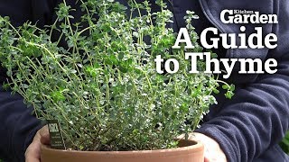 A Guide to Thyme [upl. by Nadual]