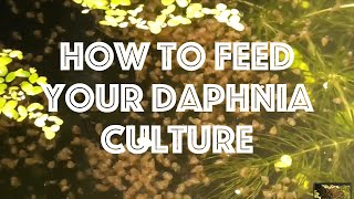 How To Feed Your Daphnia Culture [upl. by Remos83]