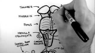 Spinal Pathways 2  Dorsal Column  Medial Lemniscus Pathway [upl. by Am936]